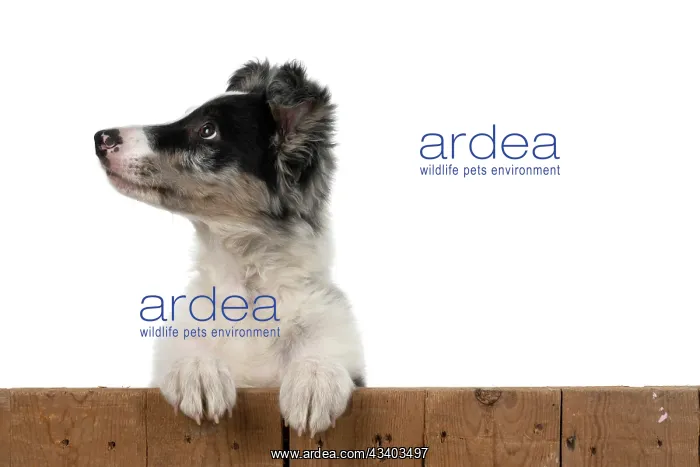 : DOG. Border Collie, puppy 13 weeks old, blue merle : DOG. Border Collie, puppy 13 weeks old, blue merle