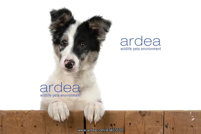 : DOG. Border Collie, puppy 13 weeks old, blue merle : DOG. Border Collie, puppy 13 weeks old, blue merle