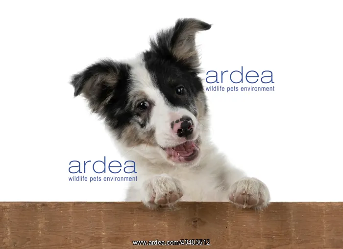 : DOG. Border Collie, puppy 13 weeks old, blue merle : DOG. Border Collie, puppy 13 weeks old, blue merle