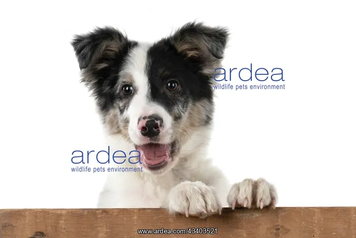  : DOG. Border Collie, puppy 13 weeks old, blue merle