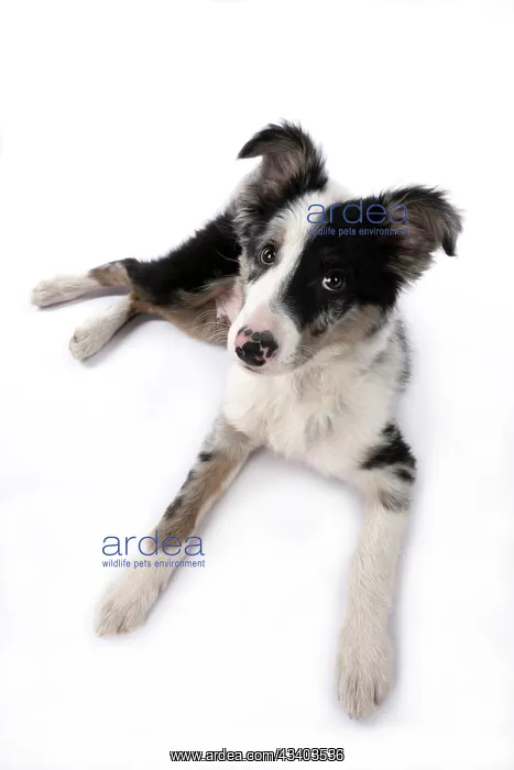 : DOG. Border Collie, puppy 13 weeks old, blue merle : DOG. Border Collie, puppy 13 weeks old, blue merle