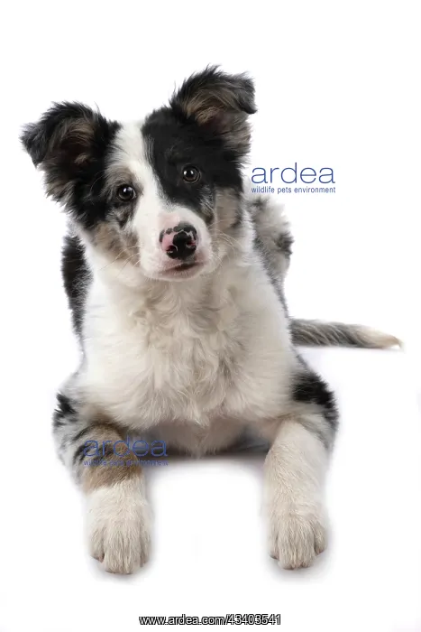 : DOG. Border Collie, puppy 13 weeks old, blue merle : DOG. Border Collie, puppy 13 weeks old, blue merle