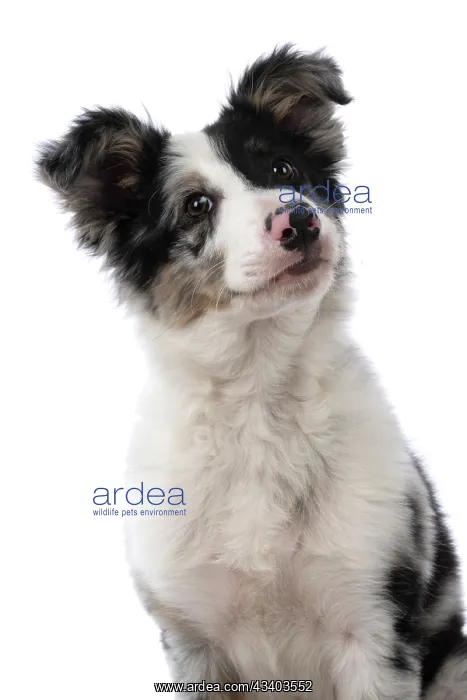 : DOG. Border Collie, puppy 13 weeks old, blue merle : DOG. Border Collie, puppy 13 weeks old, blue merle
