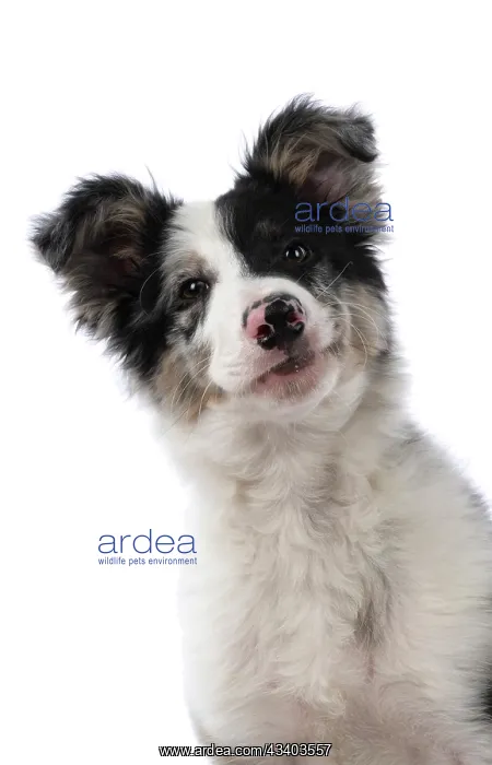 : DOG. Border Collie, puppy 13 weeks old, blue merle : DOG. Border Collie, puppy 13 weeks old, blue merle