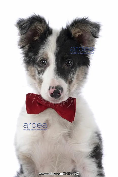 : DOG. Border Collie, puppy 13 weeks old, blue merle : DOG. Border Collie, puppy 13 weeks old, blue merle