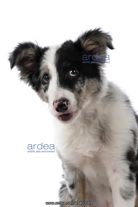  : DOG. Border Collie, puppy 13 weeks old, blue merle