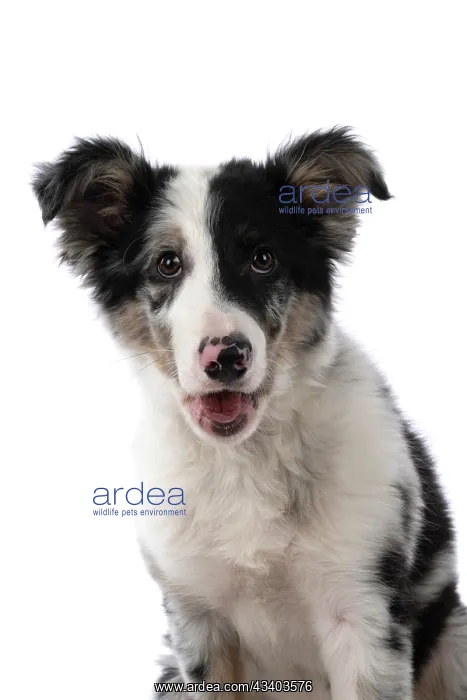 : DOG. Border Collie, puppy 13 weeks old, blue merle : DOG. Border Collie, puppy 13 weeks old, blue merle