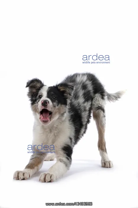 : DOG. Border Collie, puppy 13 weeks old, blue merle : DOG. Border Collie, puppy 13 weeks old, blue merle