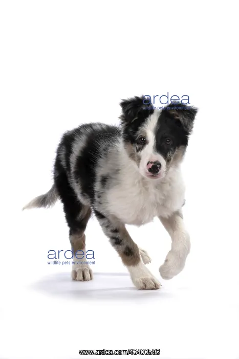 : DOG. Border Collie, puppy 13 weeks old, blue merle : DOG. Border Collie, puppy 13 weeks old, blue merle