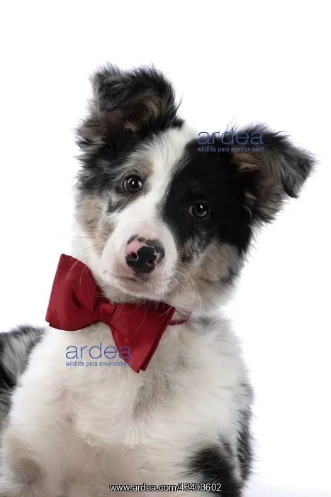 : DOG. Border Collie, puppy 13 weeks old, blue merle : DOG. Border Collie, puppy 13 weeks old, blue merle