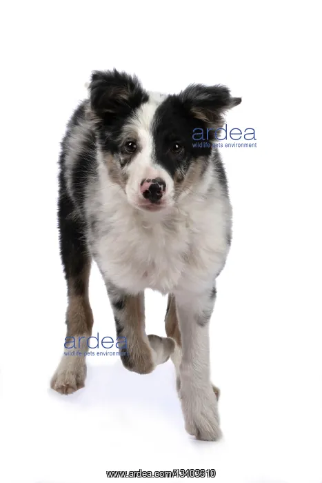 : DOG. Border Collie, puppy 13 weeks old, blue merle : DOG. Border Collie, puppy 13 weeks old, blue merle