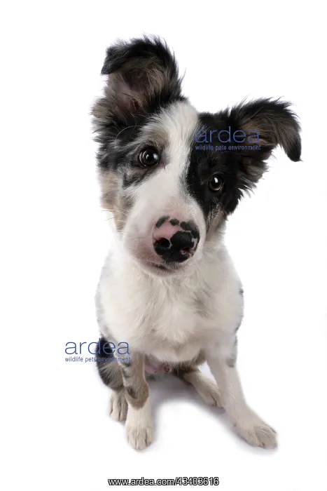 : DOG. Border Collie, puppy 13 weeks old, blue merle : DOG. Border Collie, puppy 13 weeks old, blue merle