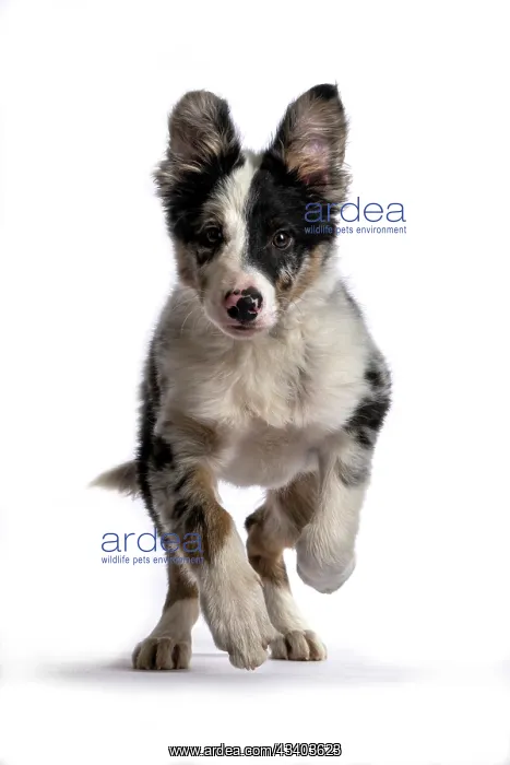 : DOG. Border Collie, puppy 13 weeks old, blue merle : DOG. Border Collie, puppy 13 weeks old, blue merle