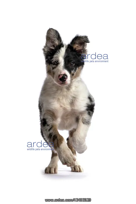 : DOG. Border Collie, puppy 13 weeks old, blue merle : DOG. Border Collie, puppy 13 weeks old, blue merle