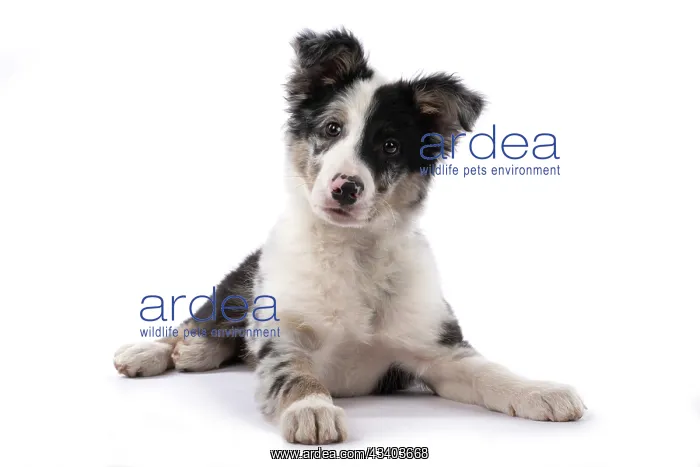 : DOG. Border Collie, puppy 13 weeks old, blue merle : DOG. Border Collie, puppy 13 weeks old, blue merle