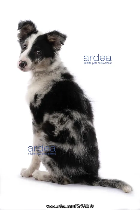 : DOG. Border Collie, puppy 13 weeks old, blue merle : DOG. Border Collie, puppy 13 weeks old, blue merle