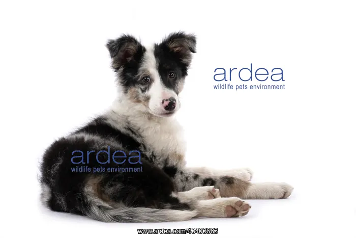 : DOG. Border Collie, puppy 13 weeks old, blue merle : DOG. Border Collie, puppy 13 weeks old, blue merle