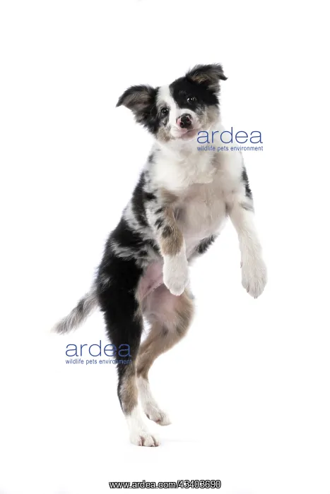 : DOG. Border Collie, puppy 13 weeks old, blue merle : DOG. Border Collie, puppy 13 weeks old, blue merle