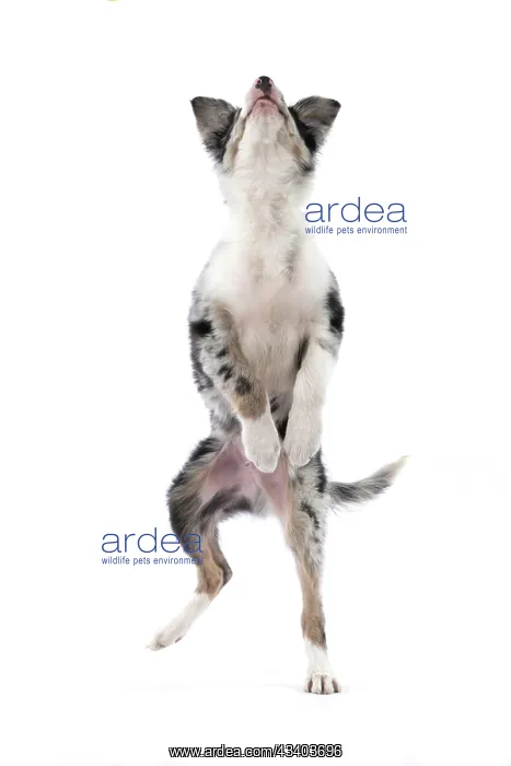 : DOG. Border Collie, puppy 13 weeks old, blue merle : DOG. Border Collie, puppy 13 weeks old, blue merle