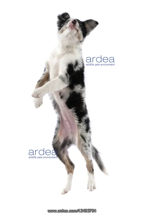 : DOG. Border Collie, puppy 13 weeks old, blue merle : DOG. Border Collie, puppy 13 weeks old, blue merle