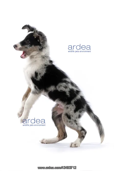 : DOG. Border Collie, puppy 13 weeks old, blue merle : DOG. Border Collie, puppy 13 weeks old, blue merle