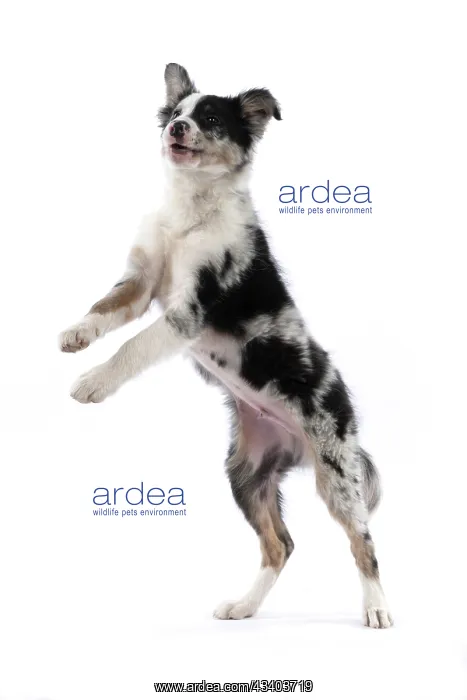 : DOG. Border Collie, puppy 13 weeks old, blue merle : DOG. Border Collie, puppy 13 weeks old, blue merle