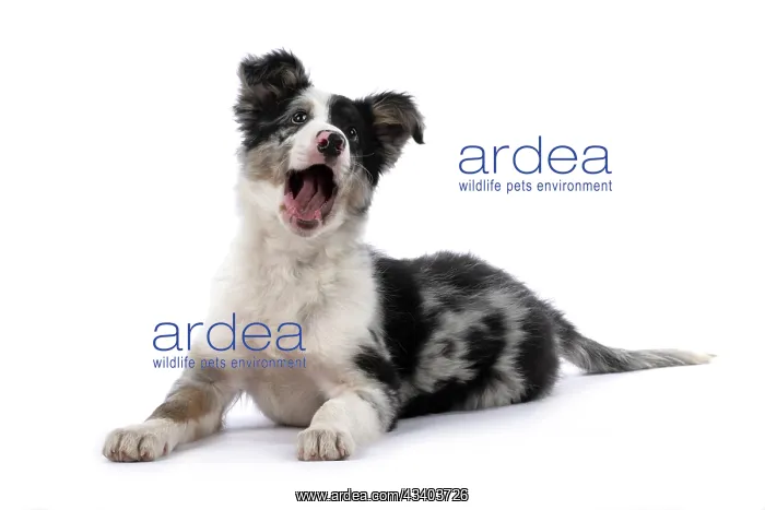 : DOG. Border Collie, puppy 13 weeks old, blue merle : DOG. Border Collie, puppy 13 weeks old, blue merle