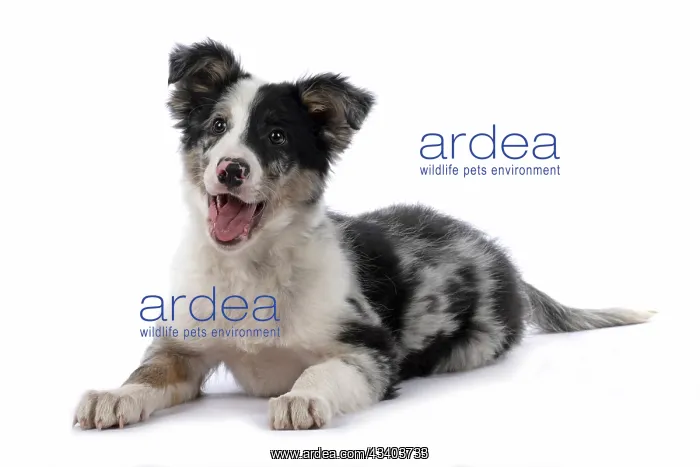 : DOG. Border Collie, puppy 13 weeks old, blue merle : DOG. Border Collie, puppy 13 weeks old, blue merle