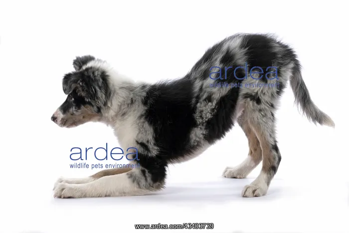 : DOG. Border Collie, puppy 13 weeks old, blue merle : DOG. Border Collie, puppy 13 weeks old, blue merle