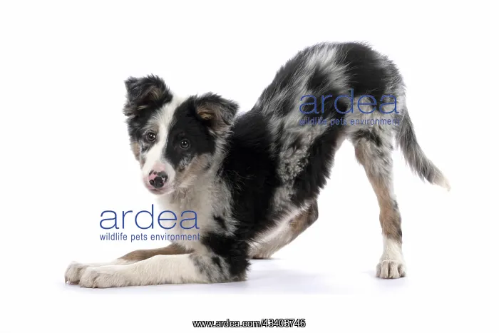 : DOG. Border Collie, puppy 13 weeks old, blue merle : DOG. Border Collie, puppy 13 weeks old, blue merle