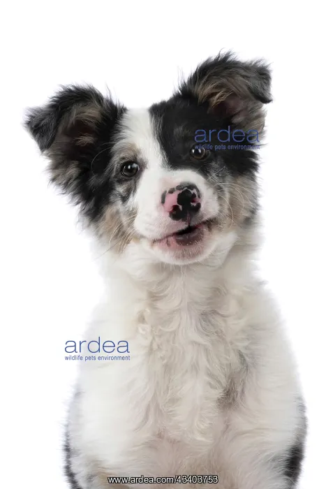 : DOG. Border Collie, puppy 13 weeks old, blue merle : DOG. Border Collie, puppy 13 weeks old, blue merle