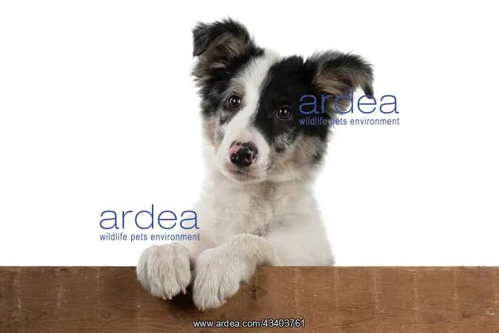 : DOG. Border Collie, puppy 13 weeks old, blue merle : DOG. Border Collie, puppy 13 weeks old, blue merle