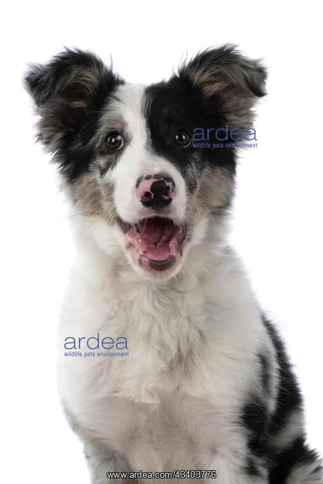 : DOG. Border Collie, puppy 13 weeks old, blue merle : DOG. Border Collie, puppy 13 weeks old, blue merle