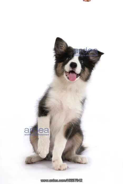 : DOG. Border Collie puppy. 18 weeks old, sitting with Paw up : DOG. Border Collie puppy. 18 weeks old, sitting with Paw up
