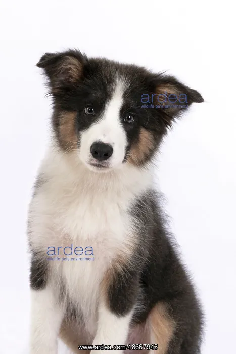 : DOG. Border Collie puppy. 18 weeks old, sitting, portrait : DOG. Border Collie puppy. 18 weeks old, sitting, portrait