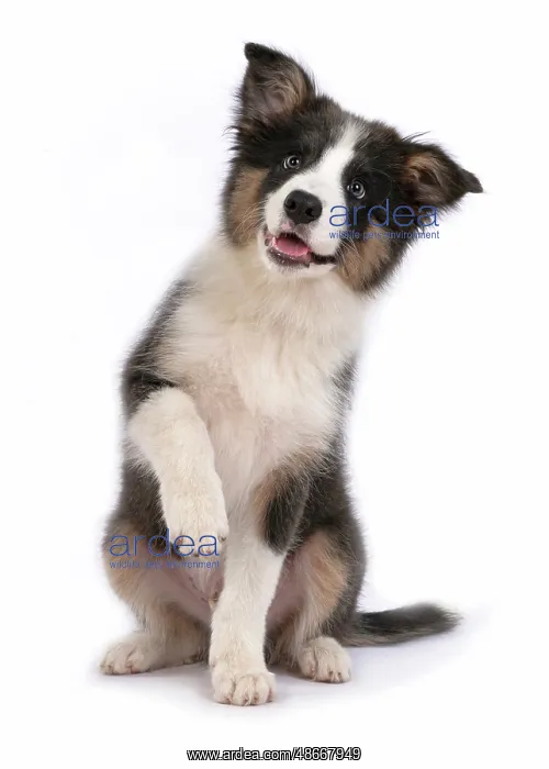 : DOG. Border Collie puppy. 18 weeks old, sitting with Paw up : DOG. Border Collie puppy. 18 weeks old, sitting with Paw up