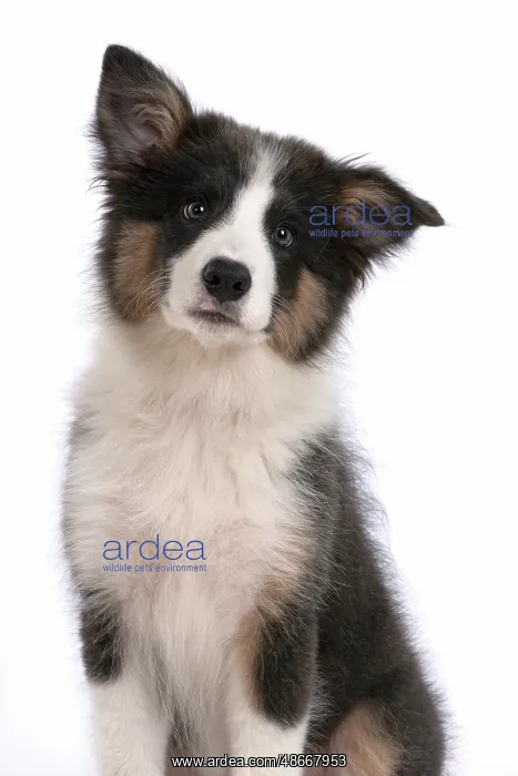 : DOG. Border Collie puppy. 18 weeks old, sitting, portrait : DOG. Border Collie puppy. 18 weeks old, sitting, portrait