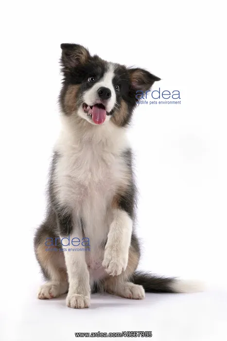 : DOG. Border Collie puppy. 18 weeks old, sitting with Paw up : DOG. Border Collie puppy. 18 weeks old, sitting with Paw up