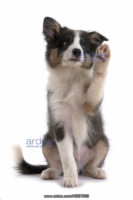 : DOG. Border Collie puppy. 18 weeks old, sitting with Paw up : DOG. Border Collie puppy. 18 weeks old, sitting with Paw up