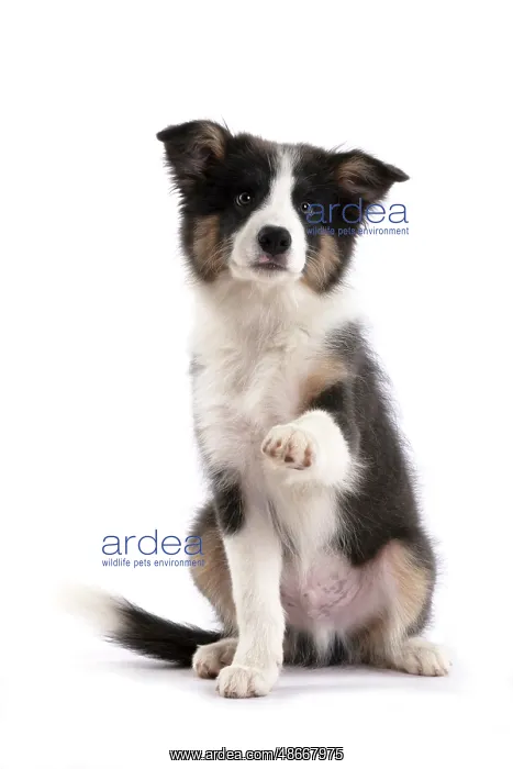 : DOG. Border Collie puppy. 18 weeks old, sitting with Paw up : DOG. Border Collie puppy. 18 weeks old, sitting with Paw up