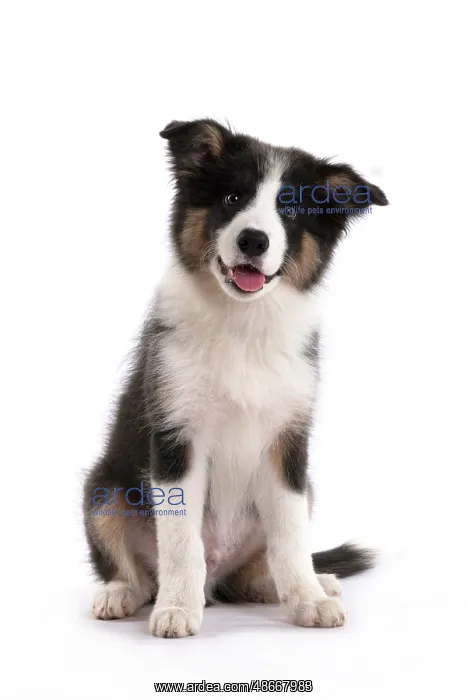 : DOG. Border Collie puppy. 18 weeks old, sitting, studio : DOG. Border Collie puppy. 18 weeks old, sitting, studio
