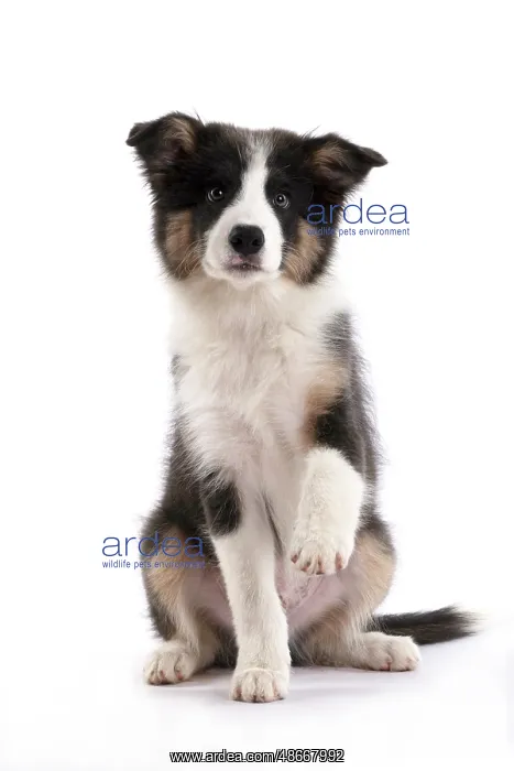 : DOG. Border Collie puppy. 18 weeks old, sitting with Paw up : DOG. Border Collie puppy. 18 weeks old, sitting with Paw up