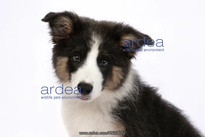 : DOG. Border Collie puppy. 18 weeks old, sitting, portrait : DOG. Border Collie puppy. 18 weeks old, sitting, portrait