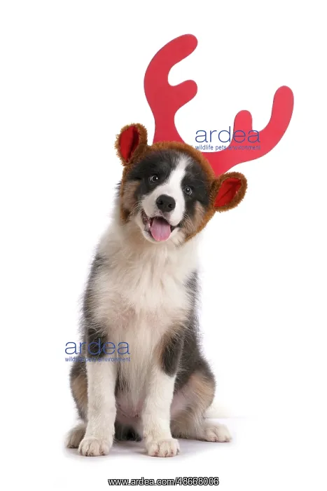 : DOG. Border Collie puppy. 18 weeks old, sitting, wearing : DOG. Border Collie puppy. 18 weeks old, sitting, wearing