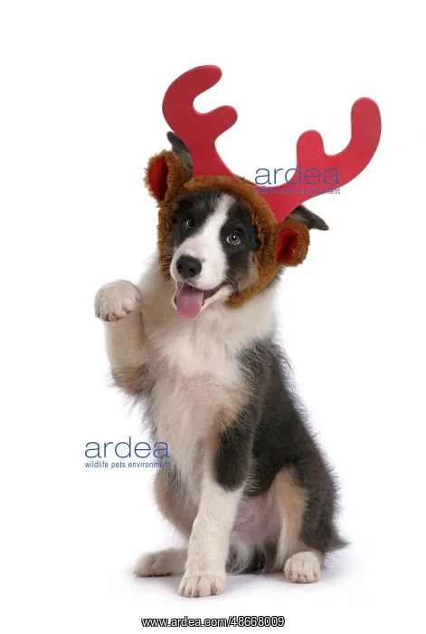 : DOG. Border Collie puppy. 18 weeks old, sitting, wearing : DOG. Border Collie puppy. 18 weeks old, sitting, wearing