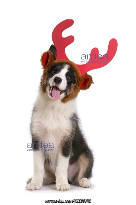 : DOG. Border Collie puppy. 18 weeks old, sitting, wearing : DOG. Border Collie puppy. 18 weeks old, sitting, wearing