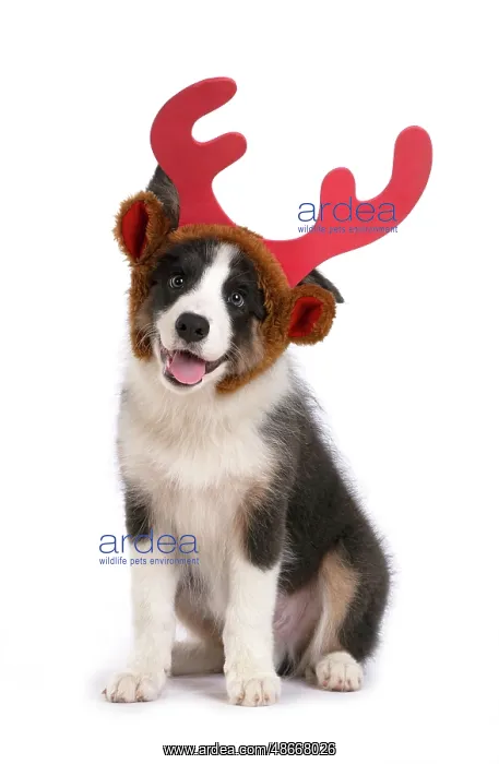 : DOG. Border Collie puppy. 18 weeks old, sitting, wearing : DOG. Border Collie puppy. 18 weeks old, sitting, wearing