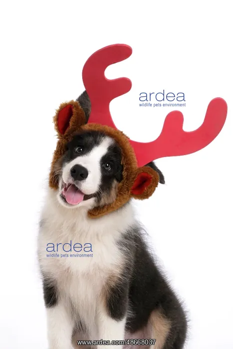 : DOG. Border Collie puppy. 18 weeks old, sitting, wearing : DOG. Border Collie puppy. 18 weeks old, sitting, wearing