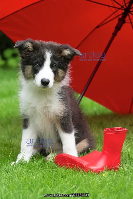 : DOG. Border Collie puppy. 18 weeks old, sitting, with a red : DOG. Border Collie puppy. 18 weeks old, sitting, with a red