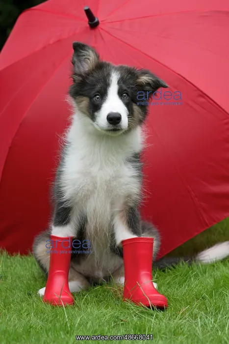 : DOG. Border Collie puppy. 18 weeks old, sitting, with a red : DOG. Border Collie puppy. 18 weeks old, sitting, with a red